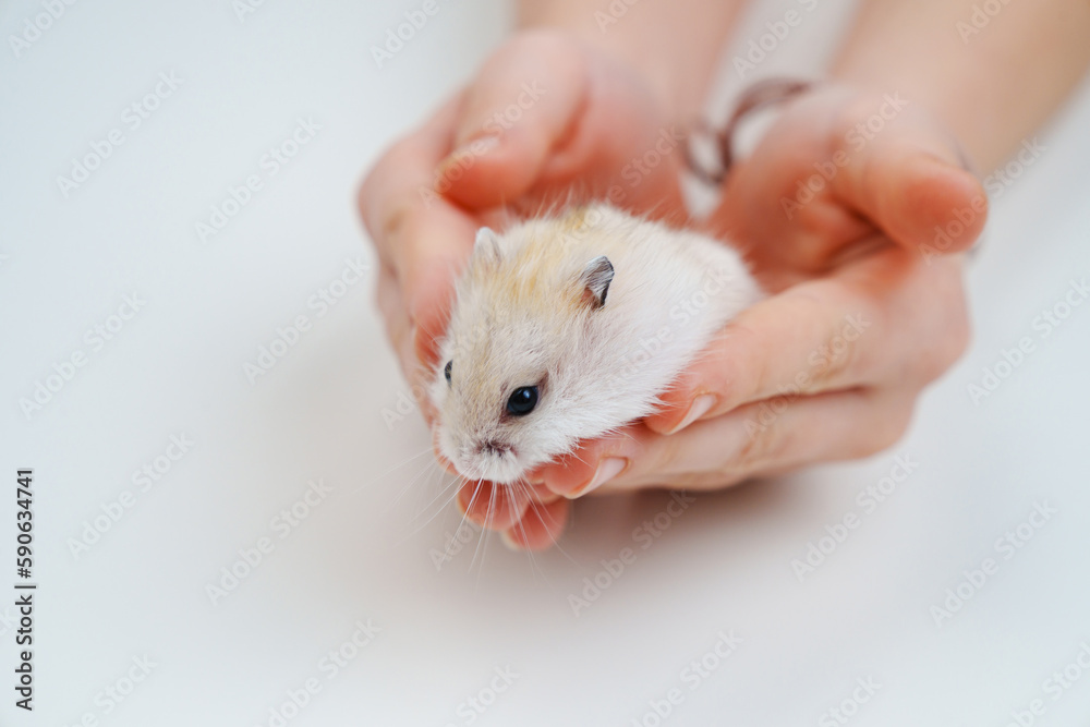 a small white with a red hamster in children's hands. a small white with a red hamster in children's hands.