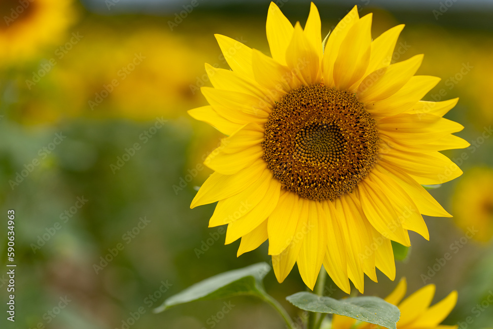 Sunflowers are Growing on the Big field. Wonderful view field of sunflowers by summertime. Sunflower is a popular field planted for vegetable oil production. Close up. Selective focus Sunflowers are Growing on the Big field. Wonderful view field of sunflowers by summertime. Sunflower is a popular field planted for vegetable oil production. Close up. Selective focus