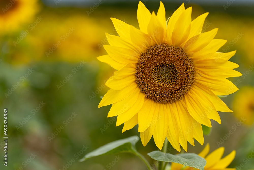 Sunflowers are Growing on the Big field. Wonderful view field of sunflowers by summertime. Sunflower is a popular field planted for vegetable oil production. Close up. Selective focus