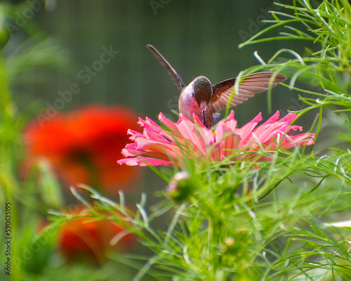Hovering hummingbird sipping nectar in garden