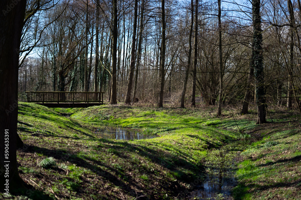 Obraz premium spring in the forest