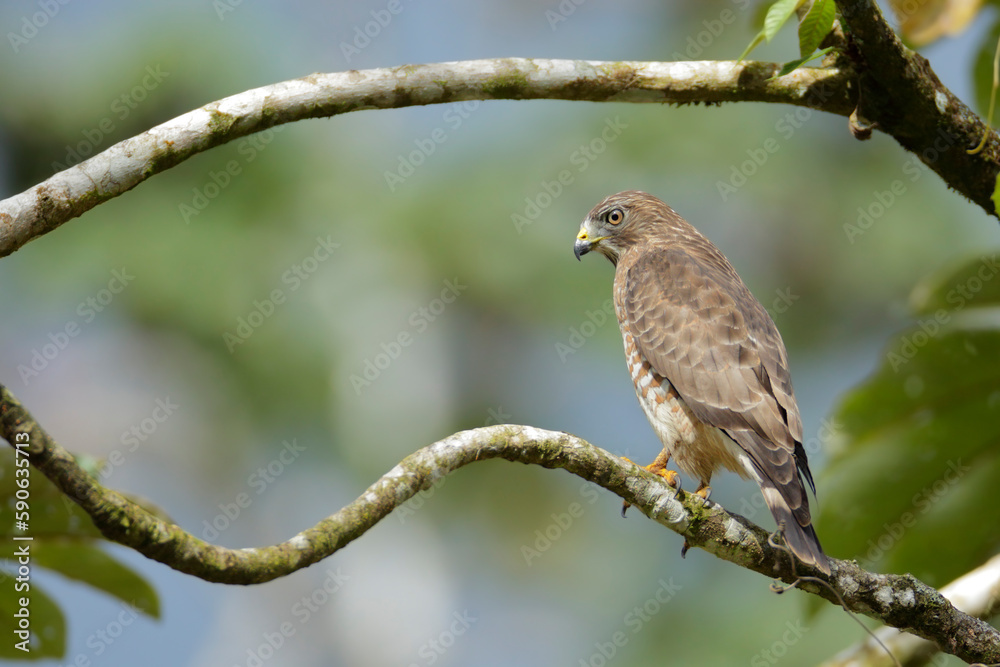 Broad-winged Hawk perching on a branch Broad-winged Hawk perching on a branch