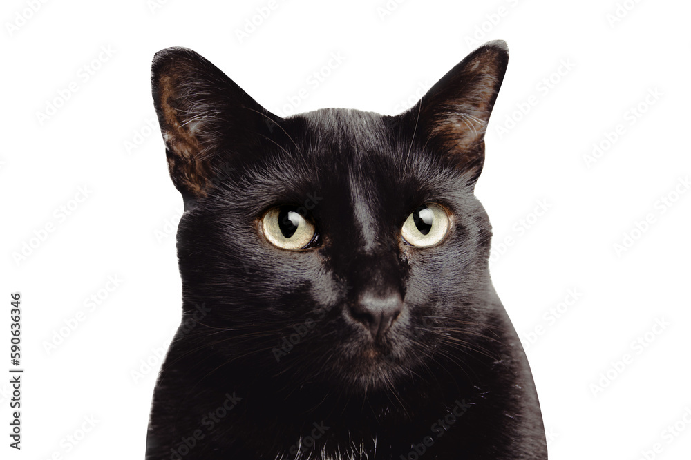 A cute big black cat with big eyes, highlighted, close up, isolated, in focus, PNG, transparent background