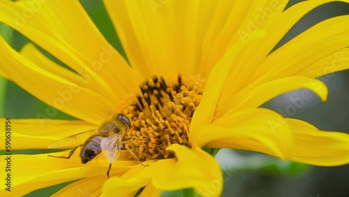 Slow motion: bee is flying and collecting pollen from yellow flower - false sunflower, heliopsis helianthoides: close up, macro view. Summer time, blooming and flowers pollination concept