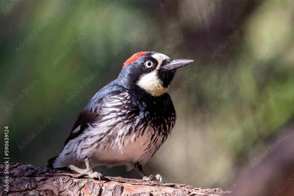 Obraz premium Acorn woodpecker