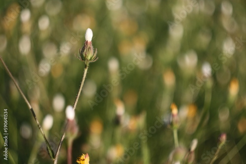 flowers in the field © Ani