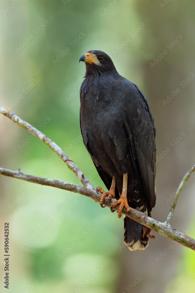 Common Black Hawk Common Black Hawk