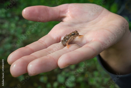 Small wood frog on a female hand. Walks in the forest.