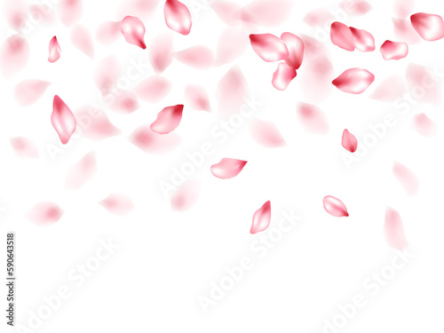 Pink sakura flower flying petals isolated on white vector background.