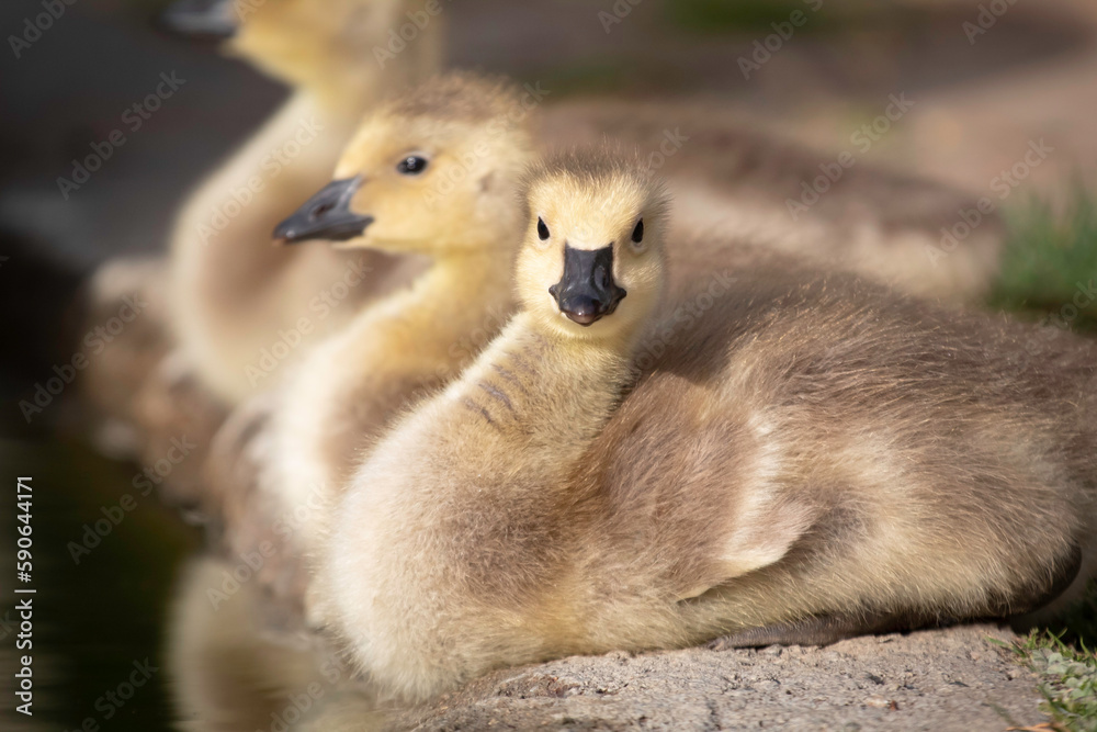 A little Canadian Goose Gosling on a ponds shoreline A little Canadian Goose Gosling on a ponds shoreline
