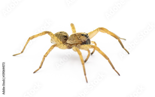 Tigrosa annexa is a species of wolf spider in the family Lycosidae. It is found in the United States. Side profile view isolated on white background