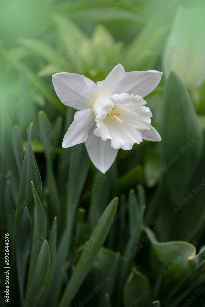 Flower of the cultivated narcissus with white petals and white trumpet-shaped corona in the center on a blurred background of the leaves in overcast weather, close-up in selective focus Flower of the cultivated narcissus with white petals and white trumpet-shaped corona in the center on a blurred background of the leaves in overcast weather, close-up in selective focus