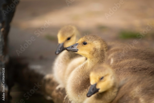 A little Canadian Goose Gosling on a ponds shoreline © Robert
