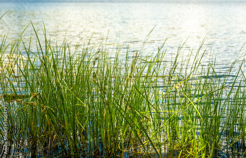 Tall Grasses Blow In The Wind At The Edge Of Laurel Lake In Yosemite