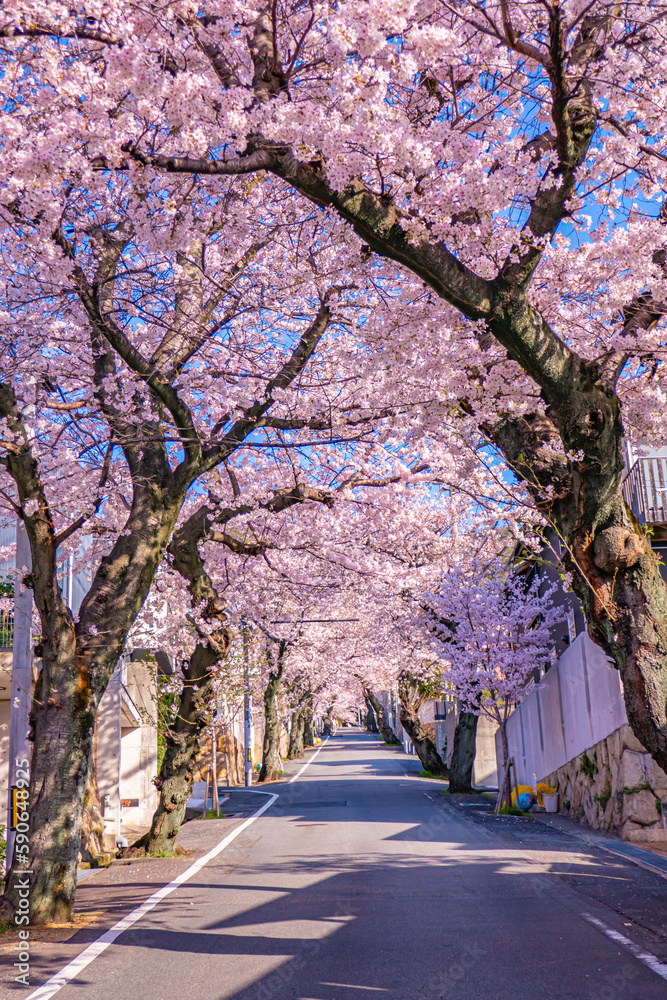 桜並木が続く郊外の住宅地