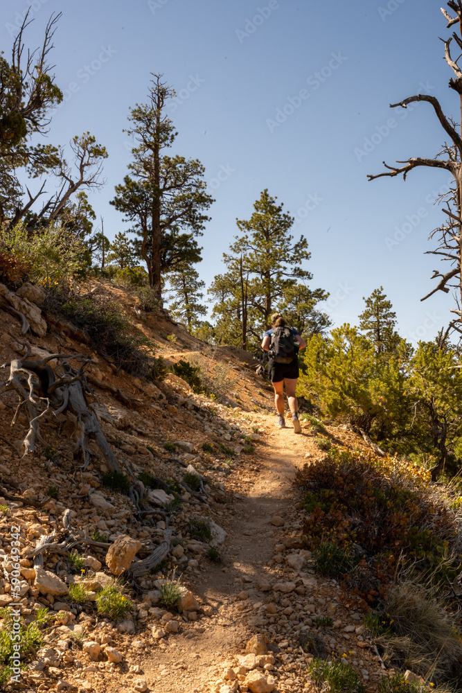 Fototapeta premium Woman Climbs Under the Rim Trail in Bryce Canyon