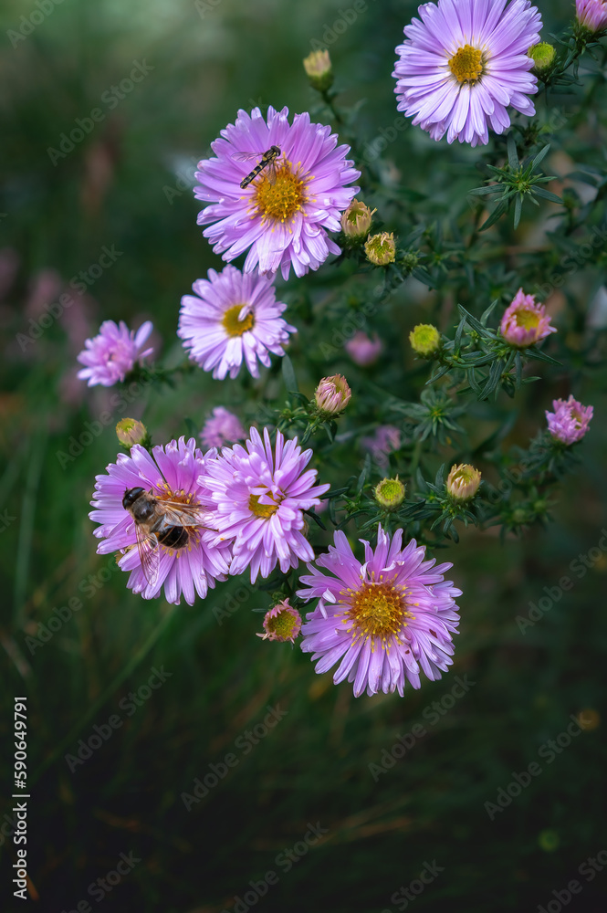 Popular decorative garden flowers and common wild plant - Aster in bloom. Beautiful lilac purple flowers in autumn months - september and october. Vertical image. Popular decorative garden flowers and common wild plant - Aster in bloom. Beautiful lilac purple flowers in autumn months - september and october. Vertical image.