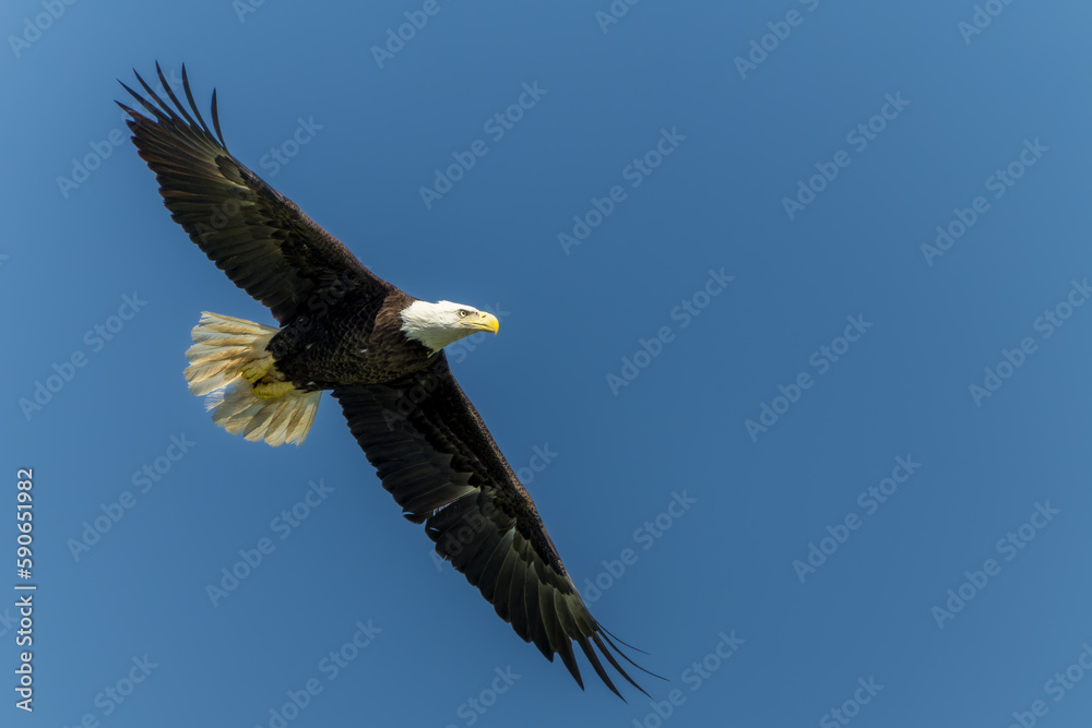 American Bald Eagle Perched in flight American Bald Eagle Perched in flight