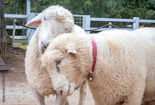 Devon closewool that is in captivity at a tourist park in bogor photo