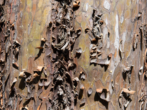 Detalle de la corteza del tronco de un árbol, textura