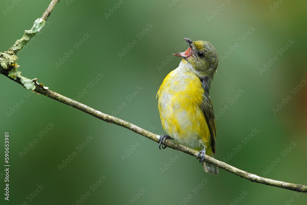 Yellow-throated Euphonia calling its mate Yellow-throated Euphonia calling its mate