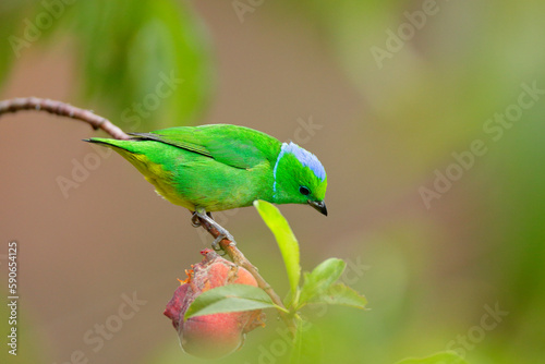 Golden-browed Chlorophonia photo