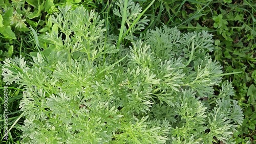 Wormwood Artemisia absinthium.  Wormwood branch, leaves and wormwood flowers. Cosmetics and medical plant. 
