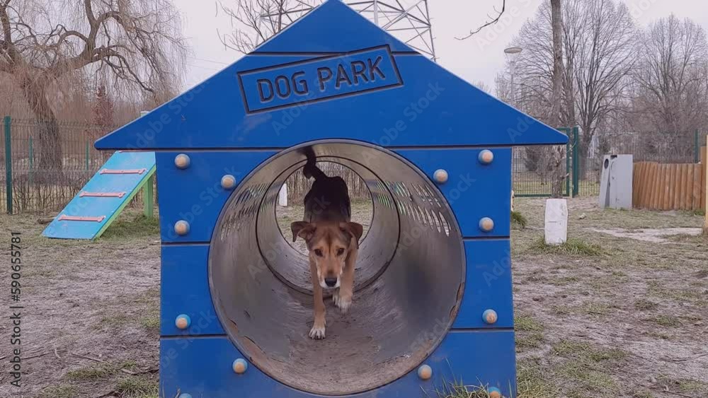 Dog runs through closed tunnel. Dog agility exercise. Young mongrel of