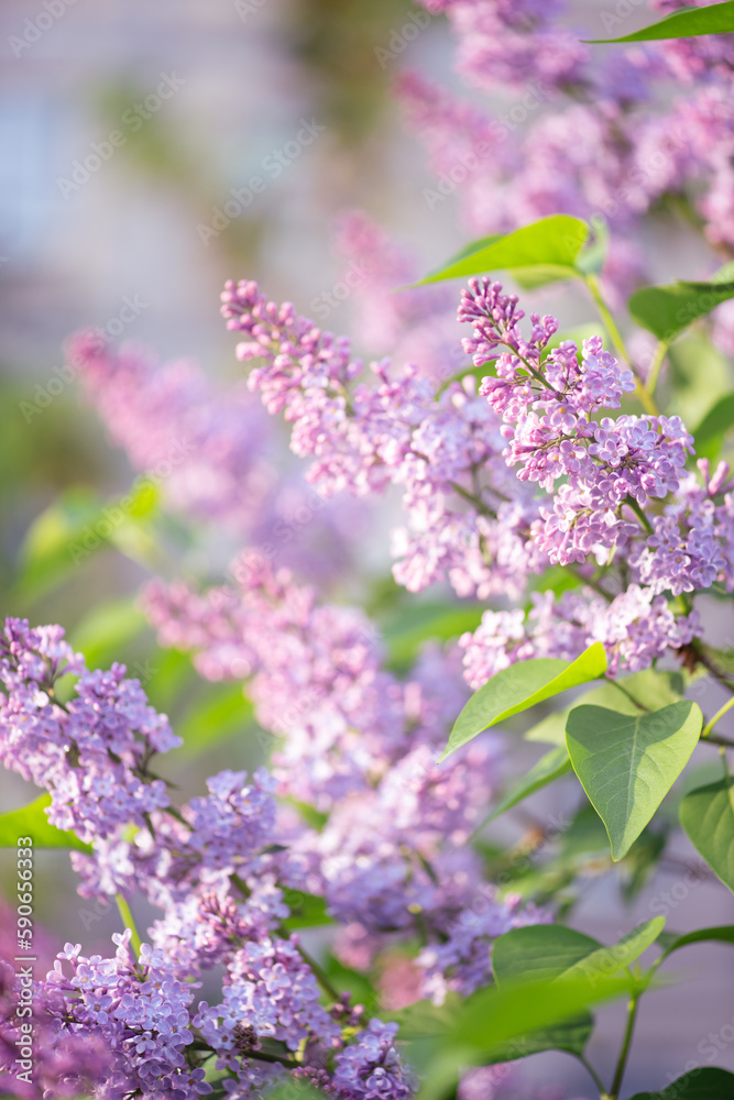 Lilac flowers blooming in spring fabulous green garden on mysterious fairy tale springtime floral sunny bright background with sun light, beautiful nature park landscape. Lilac flowers blooming in spring fabulous green garden on mysterious fairy tale springtime floral sunny bright background with sun light, beautiful nature park landscape.