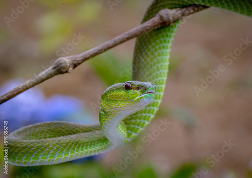 Trimeresurus popeiorum is a small, venomous snake that crawls up a branch photo