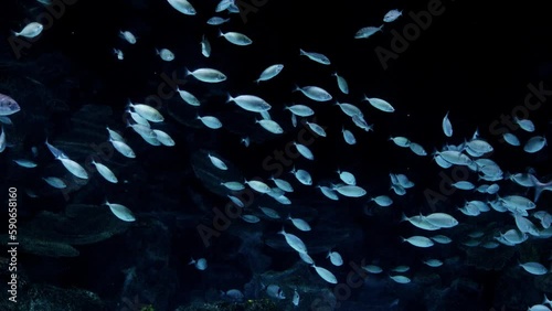 School of fishes swimming on dark sea bottom in a cave. Abstract underwater background or backdrop.
