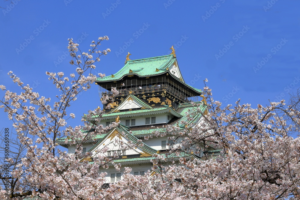 満開の桜と城 満開の桜と城
