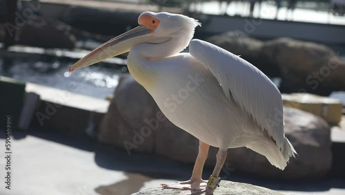 close-up of white pelican