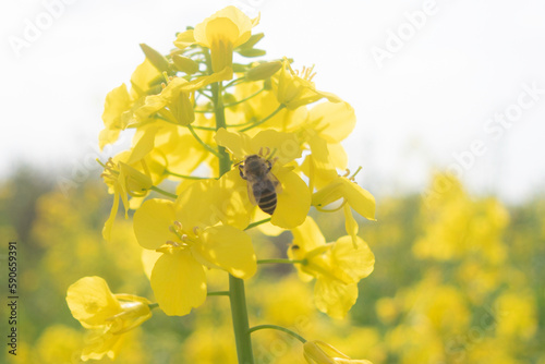 ミツバチと葉の花