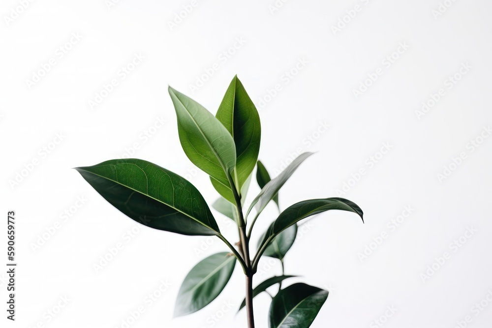Vibrant Green Plant on a Pristine White Background, Simple Nature Photography - Generative Ai