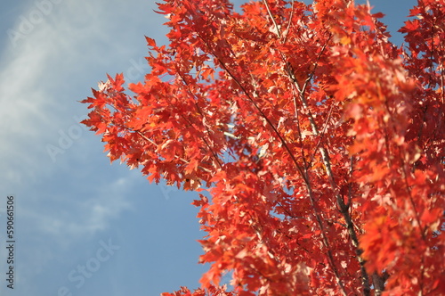 Looking at a tree with red leaves with a partly cloudy sky in the background