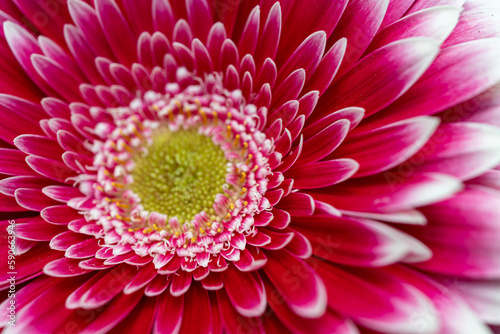 Beautiful Gerbera flowers  Colorful tulips in spring  colorful flowers blossoming in summer