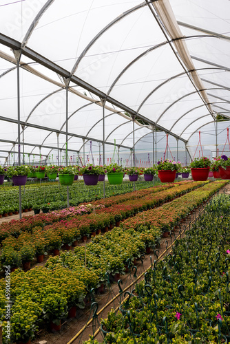 Large greenhouse with several different plants and flowers growing