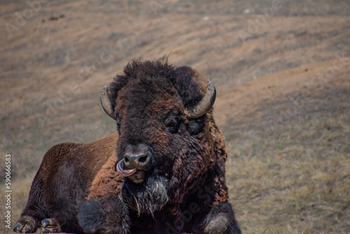 Bison with tongue looking at me