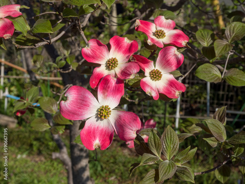 ハナミズキの花