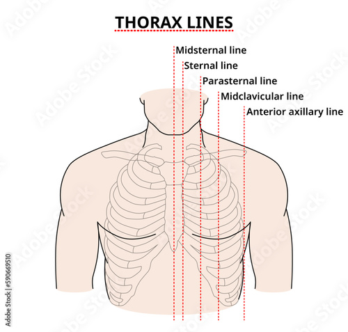 Thorax Lines - Anterior Thorax - Physical Examination - Medical Vector Illustration