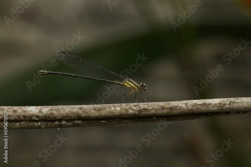 dragonfly posing on top of a branch © Cristina