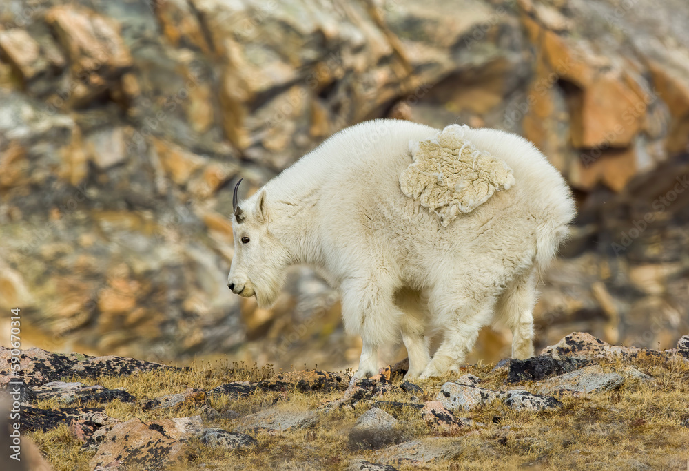 Mountain Goat on cliff top Mountain Goat on cliff top