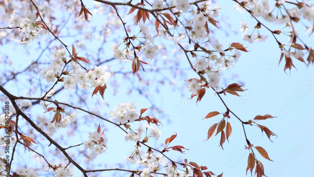 春風にゆれる満開の山桜のフィックス撮影 青空バック 春風にゆれる満開の山桜のフィックス撮影 青空バック