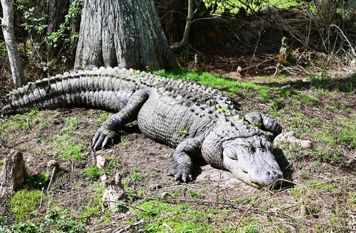 Alligator by Tree