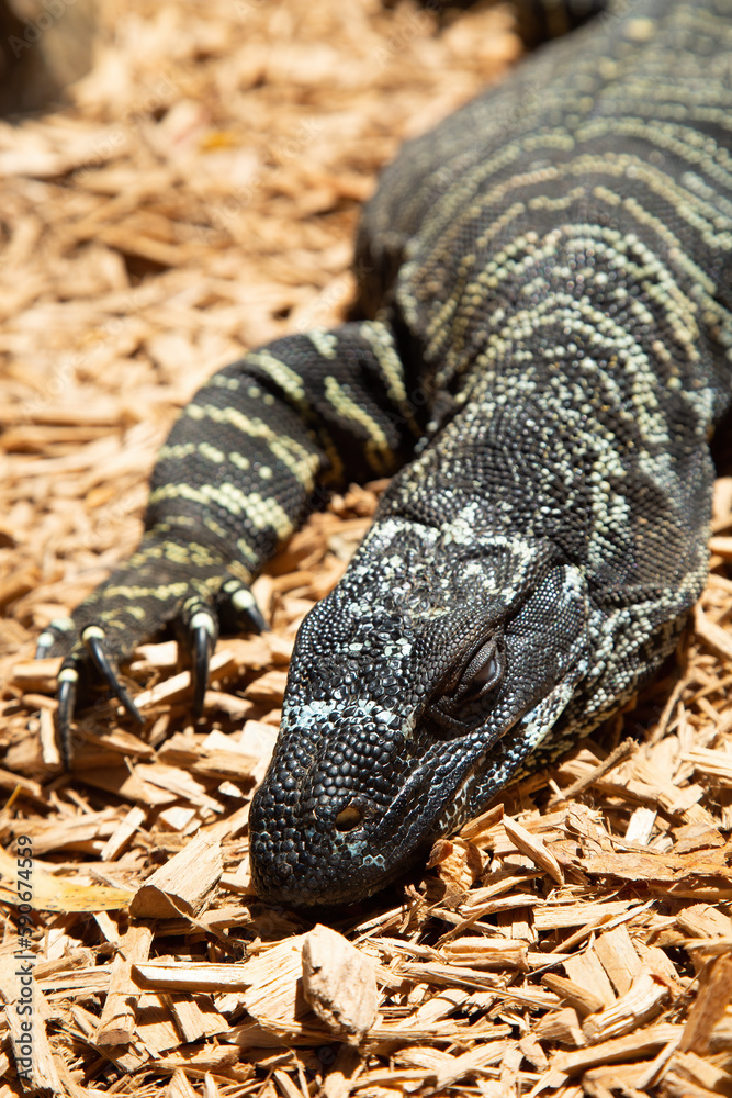 Obraz premium Lace Monitor with tongue out is a australian lizard species a kind of goanna.