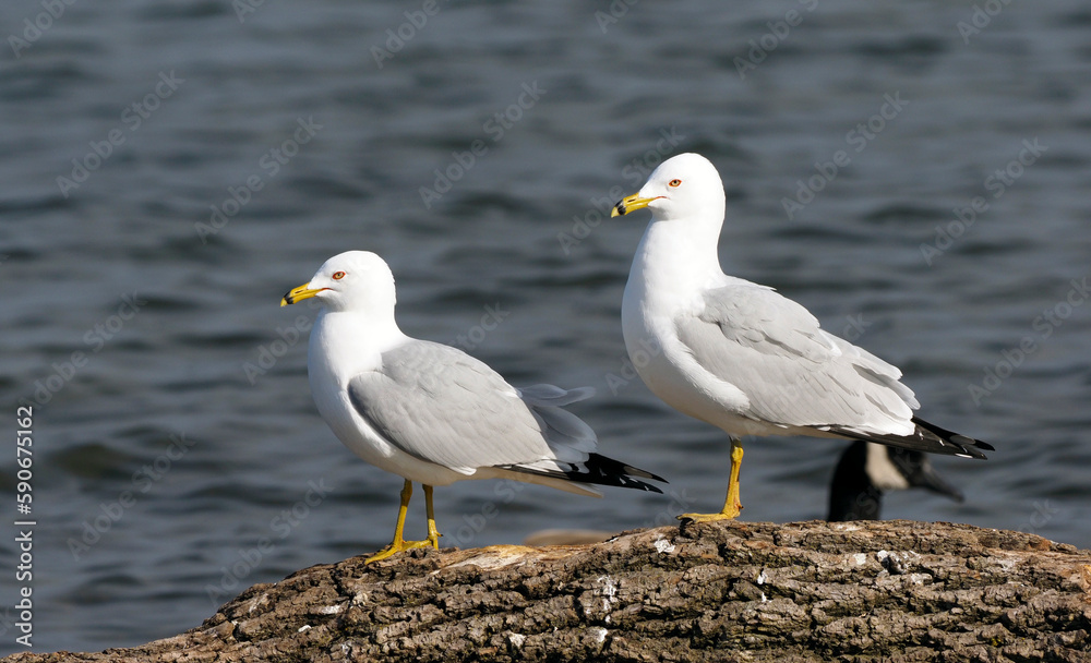 Obraz premium Ring-billed Gulls on a log