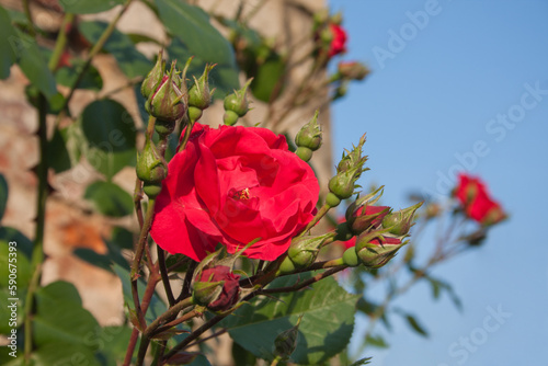 Red roses, Church Rose bush. Floral sunny background with blooming spring rose and flower buds on a sunny day.