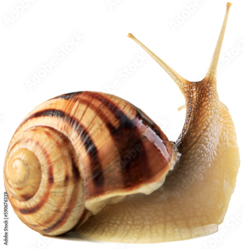 Natural small garden snail on the desk photo