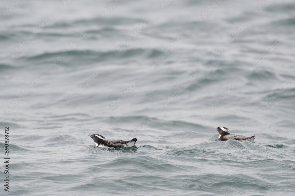 Naklejka premium Pair of Japanese Murrelets in summer plumage swimming